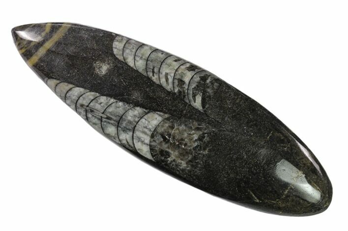 Polished Fossil Orthoceras (Cephalopod) - Morocco #138397